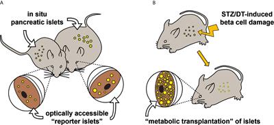 The Eye as a Transplantation Site to Monitor Pancreatic Islet Cell Plasticity